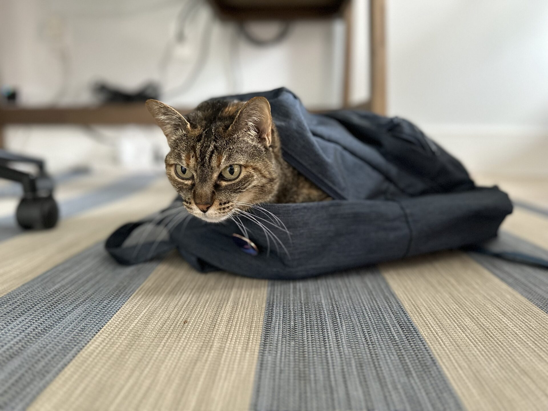 The smuggled cat